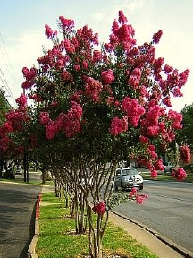 crapemyrtletuscarora2